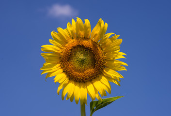 Sunflower  beautiful