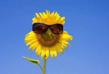 Sunflower  smiling  with sunglasses