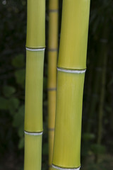 Vertical Shot of Bamboo Growing