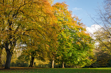 London, St. James Park (autumn)
