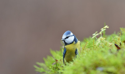 Blue tit on the mossy ground