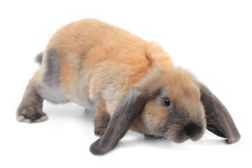 brown rabbit