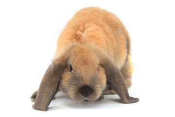 Fototapeta premium brown rabbit