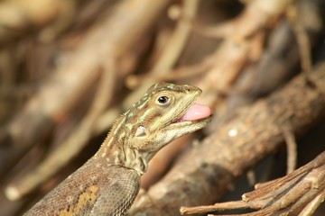 Brown spotted lizard - Fairchild Gardens