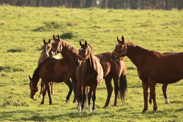 Horses in a pasture © Aniszewski