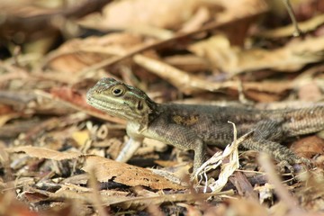 Brown spotted lizard - Fairchild Gardens
