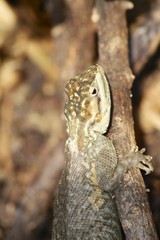 Brown spotted lizard - Fairchild gardens