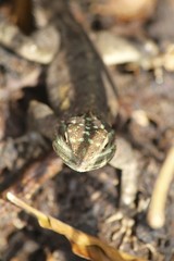 Brown spotted lizard - Fairchild gardens