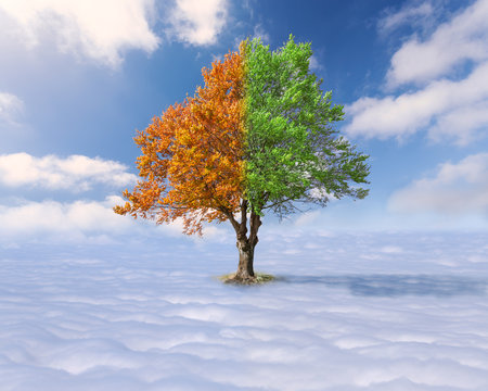 Single tree with green and red leaves above the clouds