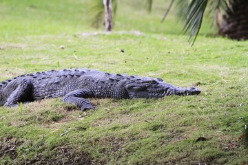 Crocodile sunbathing- Fairchild Gardens