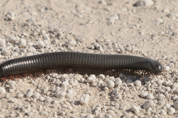 Tausendfüßler, Etoscha-Nationalpark, Namibia, Afrika