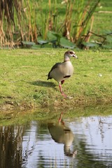 Egyptian goose (Alopochen aegyptiaca)