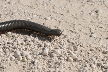 Tausendfüßler, Etoscha-Nationalpark, Namibia, Afrika