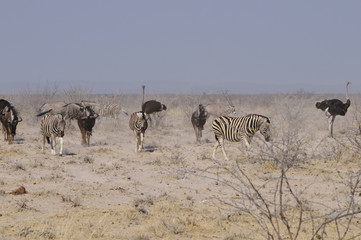 Wildlife am Sonderkop-Wasserloch, Etoscha, Namibia, Afrika