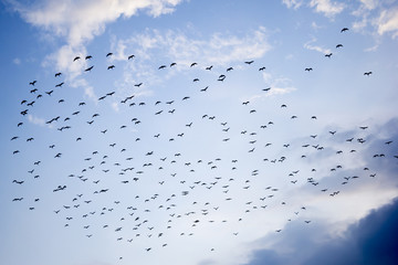 Full flight seagull crowd the blue sky.A little cloud.