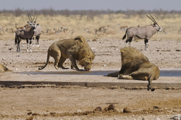Obraz premium Löwe am Sonderkop-Wasserloch, Etoscha, Namibia, Afrika