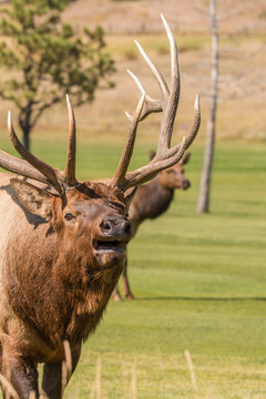 Bugling Bull Elk Close Up