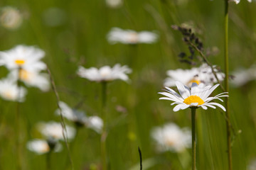 Sommerwiese wilde Mageritte