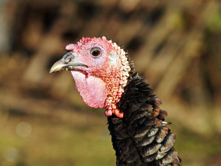 Thanksgiving - female bronzed turkey organic raised