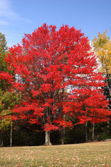 Naklejka premium Red Maple Tree