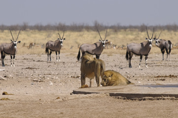 Naklejka na ściany i meble Löwe am Sonderkop-Wasserloch, Etoscha, Namibia, Afrika