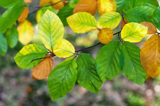 Autumn leaves of beech
