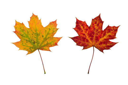 Colorful autumn fall leaves maple isolated on white background