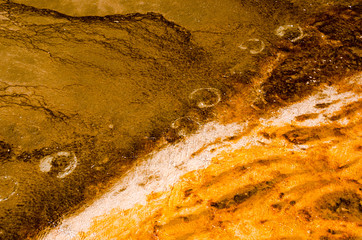 Bison footprints in a thermal spring