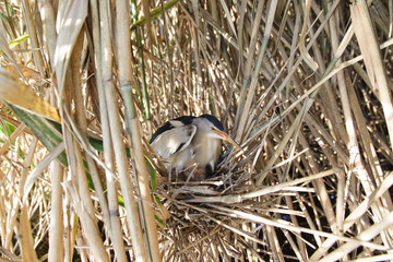 Ixobrychus minutus, Little Bittern.
