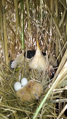 Ixobrychus minutus, Little Bittern.