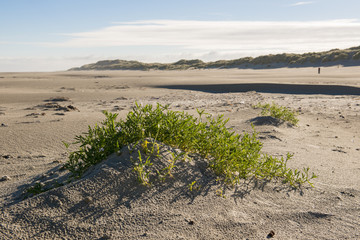 Cakile maritima on the North Sea beach of Netherlands