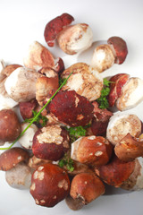 Mushrooms Boletus