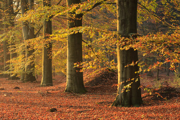 Beech trees in an forrest on sunny day in autumn.