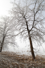Fototapeta premium Hoarfrost.