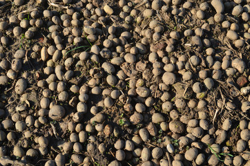 Potatoes on field after harvest