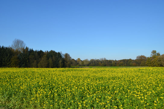 field with yellow flowers, white mustard