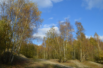 small mountainbike hills in forest
