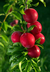 Natural ripe plum with morning dew on tree
