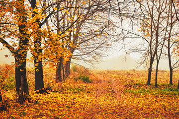 Fototapeta premium Autumn park