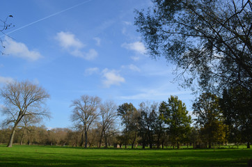 meadow with trees