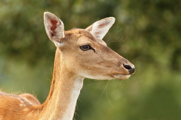 deer hind over green background