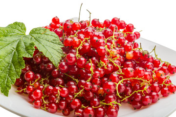 Red currant