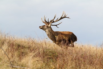 majestic red deer stag on the run