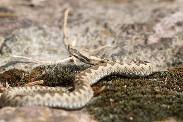 young european sand viper