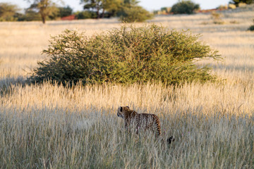 Cheetah, Namibia
