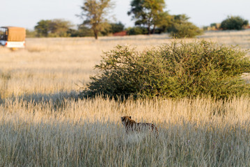Safari, Namibia
