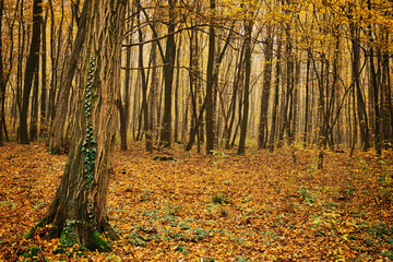 Obraz premium Autumn forest