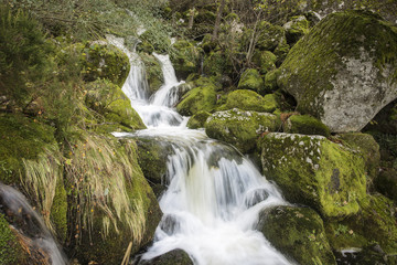 Fototapeta na wymiar a stream in the mountain