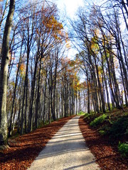 Path in autumn woods