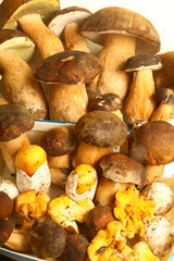 ceps i reig